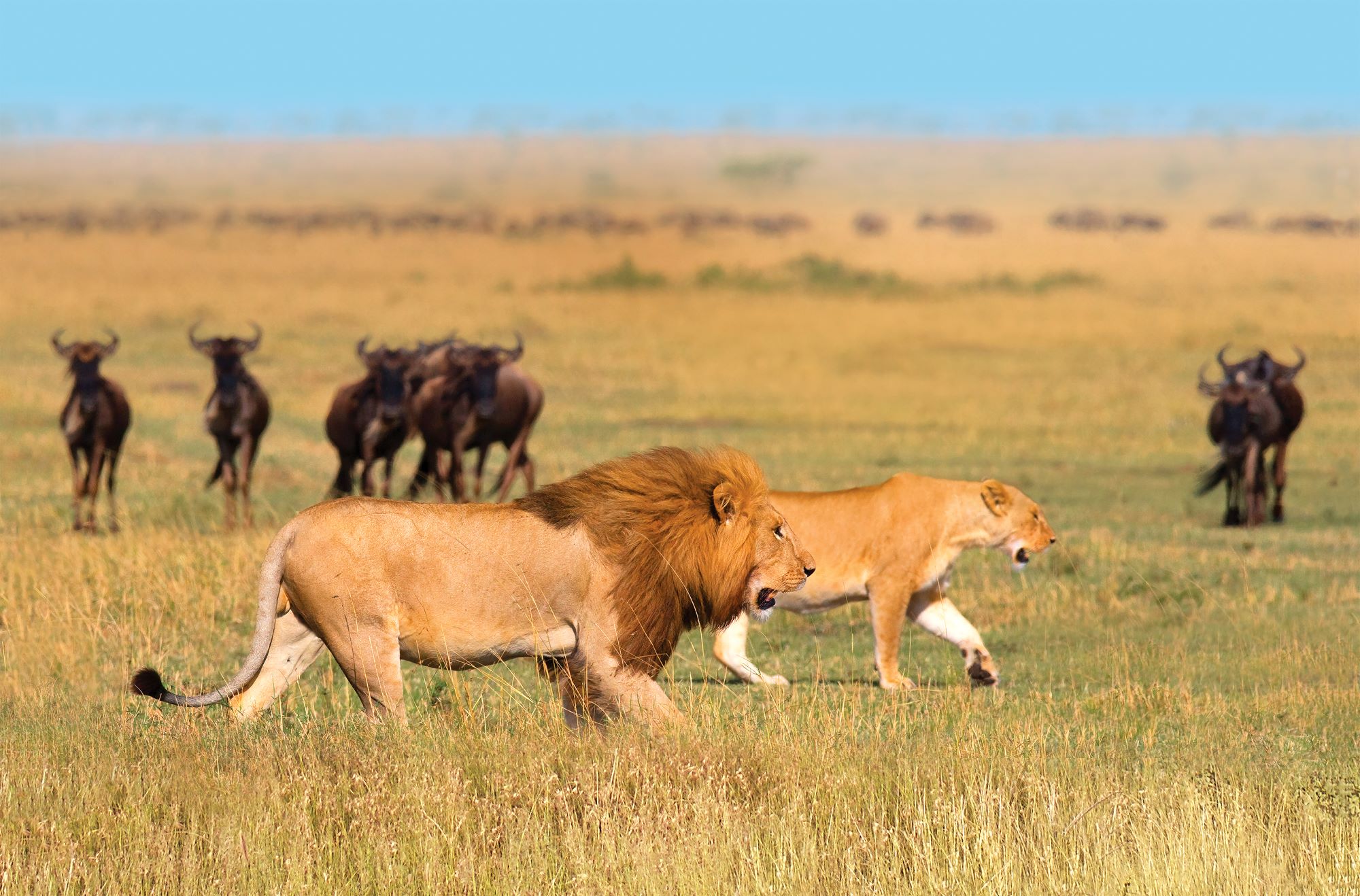 Tanzania Lions