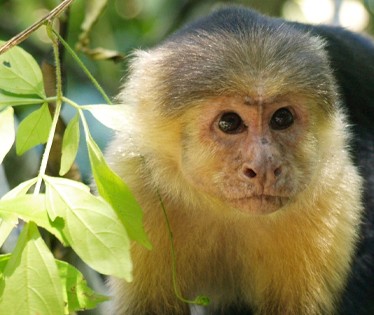 Monkey