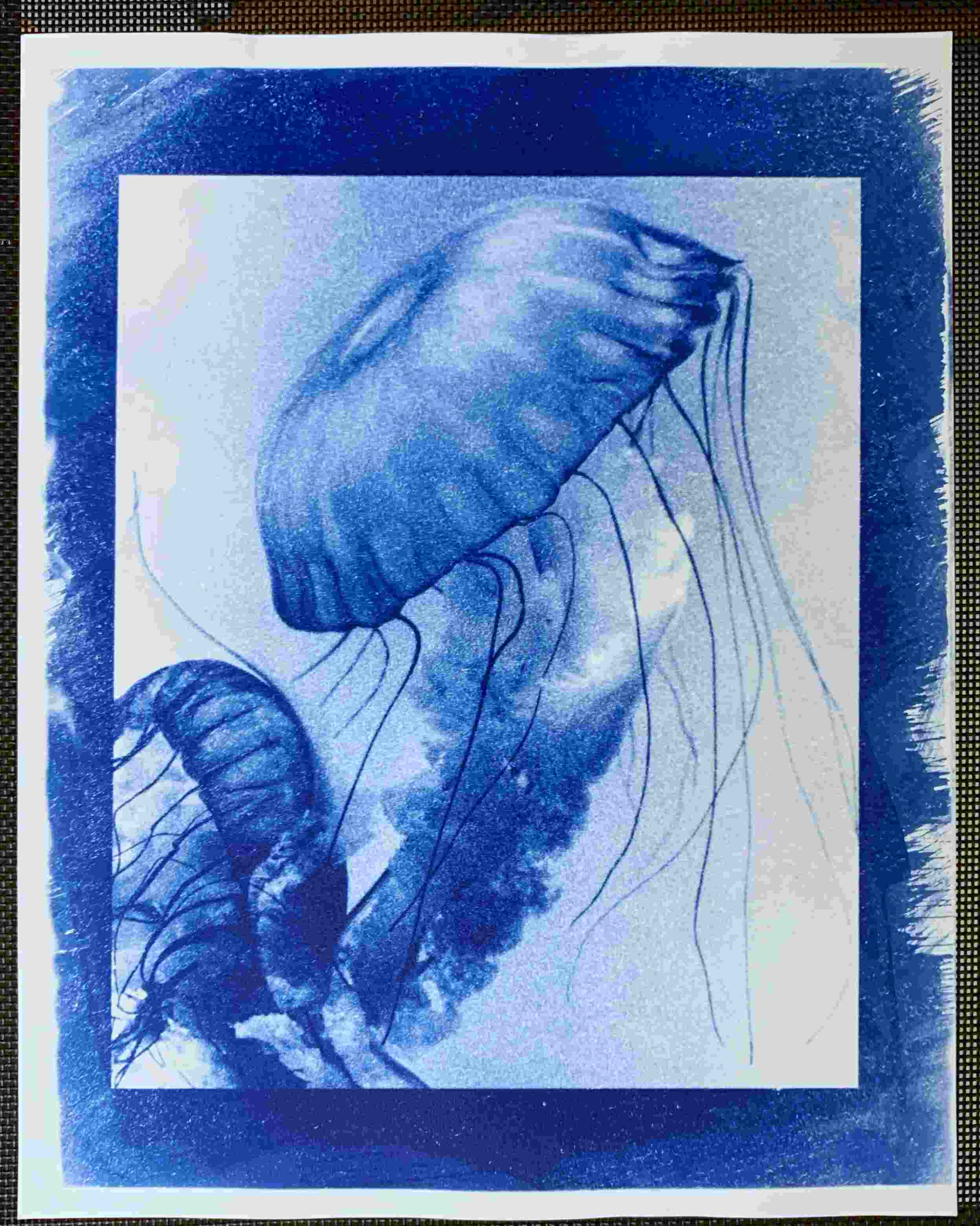 Jellyfish Cyanotype