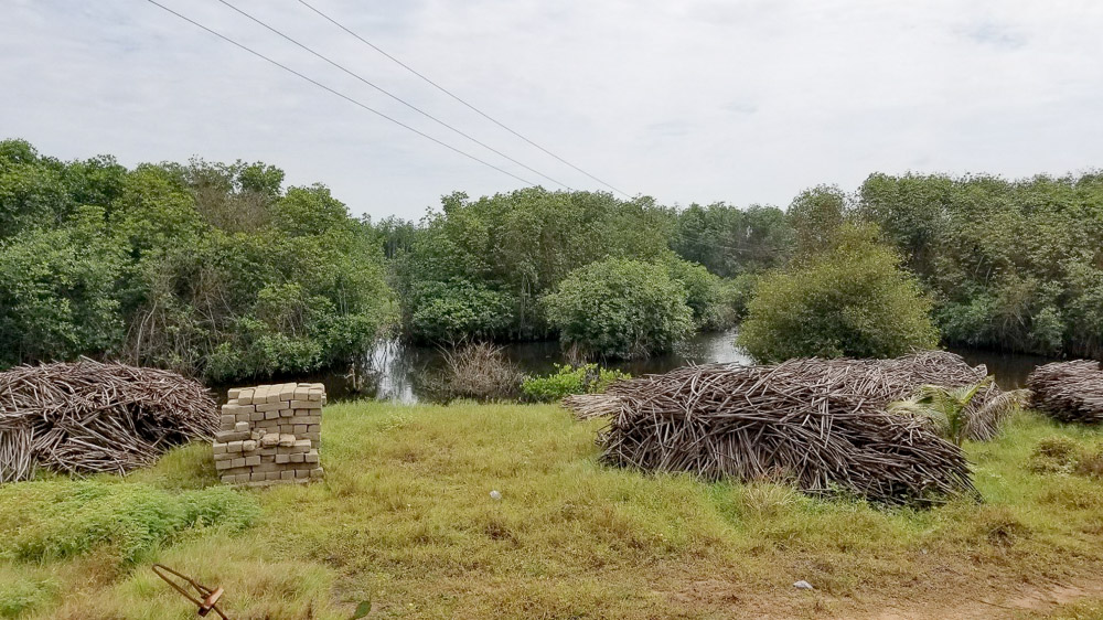 Upscaling Mangrove Restoration for Coastal Hazard Reduction in a Deltaic Environment Mangrove trees, planted (background) and harvested for wood (foreground).