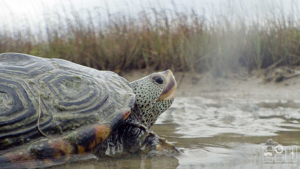 Microplastic Distribution and Impacts to Diamond-backed Terrapin, Highlighting Public Education and Future Effects of Sea-Level Rise Diamond-backed terrapin