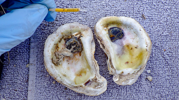 Tracking Perkinsus marinus (Dermo) Infection in Sun Cured Oysters oyster shells on a towel