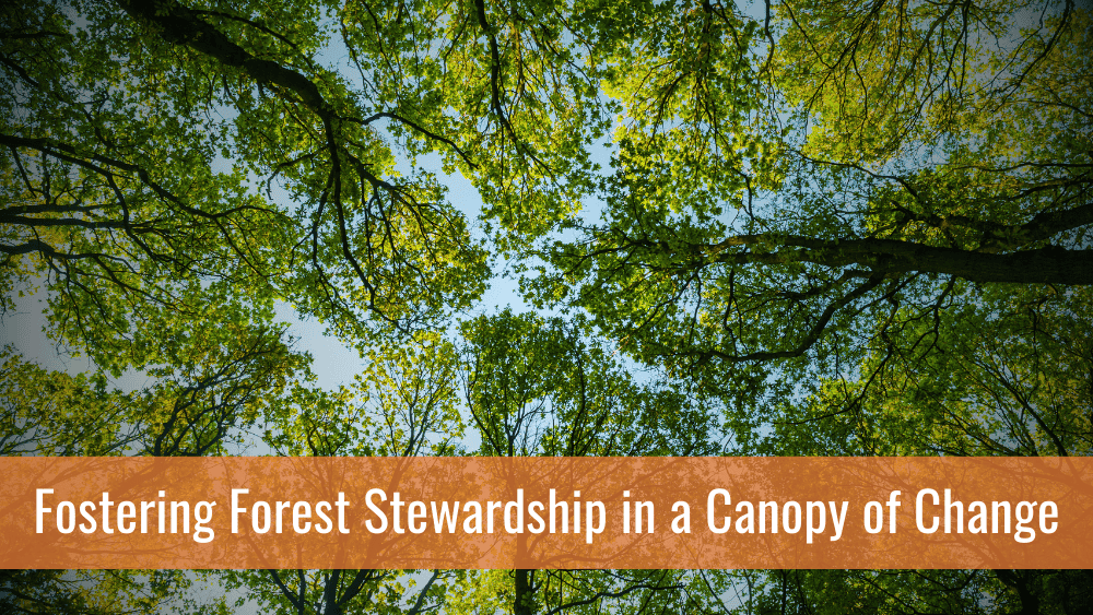Fostering Forest Stewardship in a Canopy of Change Looking up at a tree canopy of a deciduous forest